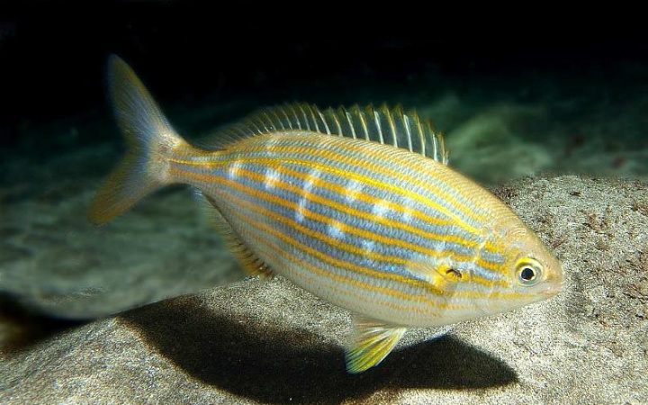 sarpa baligi 1