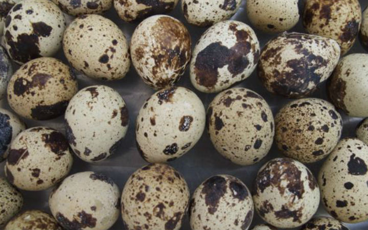 bıldırcın yumurtası