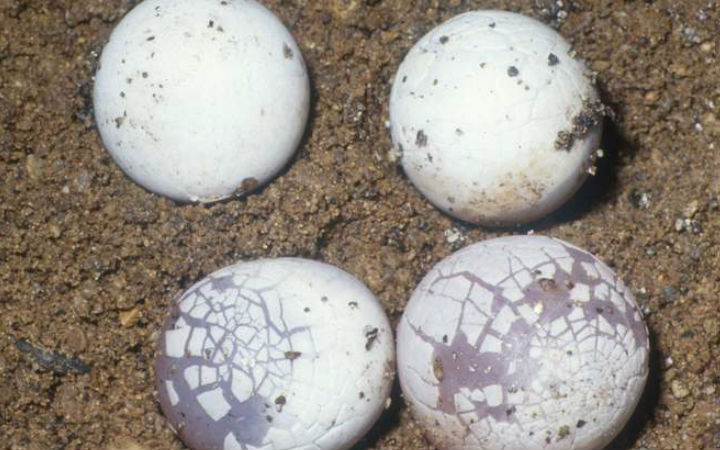 kaplumbaga-yumurtasi