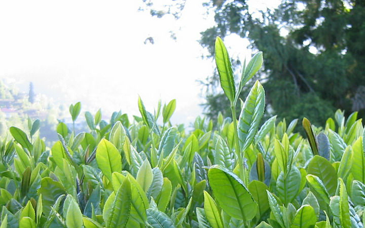 rize çayı