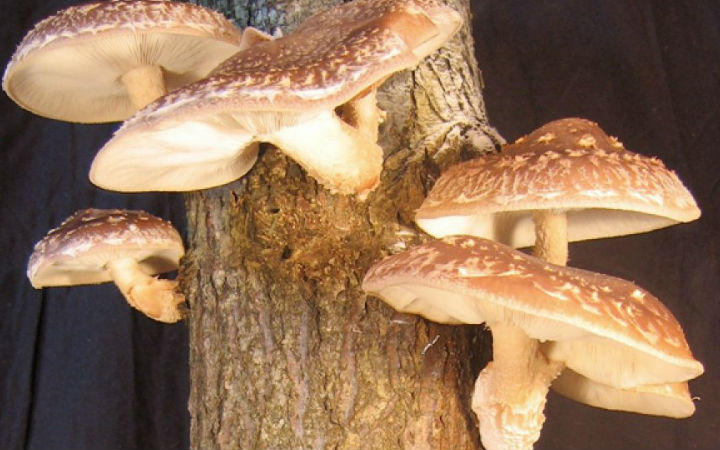 shiitake mantarı