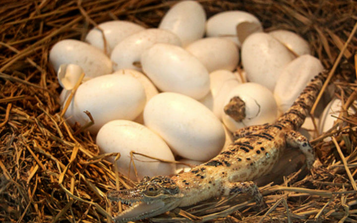 timsah yumurtası