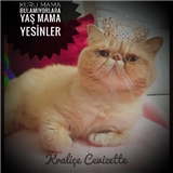 https://cdn.yemek.com/author/102495/20181101055323_avatar.png