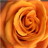 https://cdn.yemek.com/author/127728/20230519093231_avatar.png