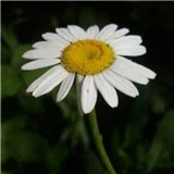 https://cdn.yemek.com/author/129362/20200409015005_avatar.jpg