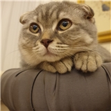 https://cdn.yemek.com/author/229183/20191117082515_avatar.JPG