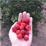 https://cdn.yemek.com/author/235063/20191206011333_avatar.jpg