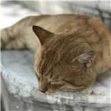 https://cdn.yemek.com/author/236868/20191212011631_avatar.jpeg