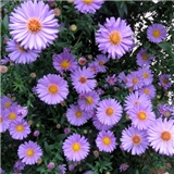 https://cdn.yemek.com/author/252301/20200625011511_avatar.jpeg