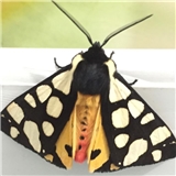 https://cdn.yemek.com/author/317635/20200710024646_avatar.jpeg