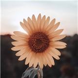 https://cdn.yemek.com/author/332662/20200804065220_avatar.jpeg