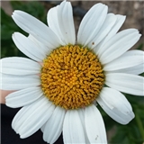 https://cdn.yemek.com/author/336394/20200826100300_avatar.jpg