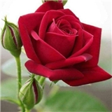https://cdn.yemek.com/author/338471/20200822040733_avatar.jpg