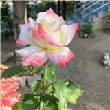 https://cdn.yemek.com/author/358993/20240905085733_avatar.png