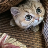https://cdn.yemek.com/author/368435/20210305122539_avatar.jpeg