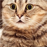 https://cdn.yemek.com/author/401165/20210305060638_avatar.jpg