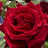 https://cdn.yemek.com/author/512183/20230410123037_avatar.png
