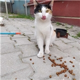 Zeynep
