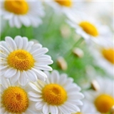 https://cdn.yemek.com/author/65736/20180605010327_avatar.jpg