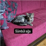https://cdn.yemek.com/author/672208/20250201103927_avatar.png