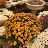 https://cdn.yemek.com/author/722664/20251022081246_avatar.jpeg
