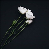 https://cdn.yemek.com/author/98853/20181022022804_avatar.jpeg