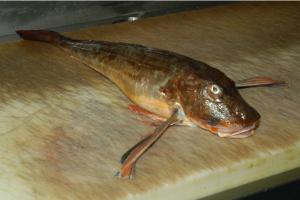 https://cdn.yemek.com/mncrop/300/200/uploads/2015/04/kirlangic-baligi-sozluk-1.jpg