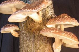 https://cdn.yemek.com/mncrop/300/200/uploads/2015/10/shiitake-mantari.jpg