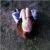 fitwithayas
