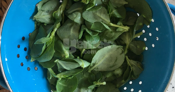 semizotu-salatasi-1