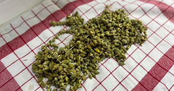 kuru-bamya-yemegi-1