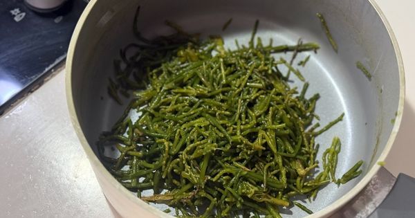 deniz-fasulyesi-asama2