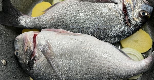 balik-bugulama-asama3