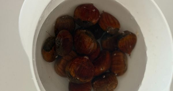 kestaneli-muhallebi-asama1