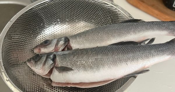 kiremitte-levrek-asama1