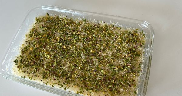 fistikli-kadayif-asama4