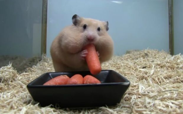 bebek-hamster-havuclar