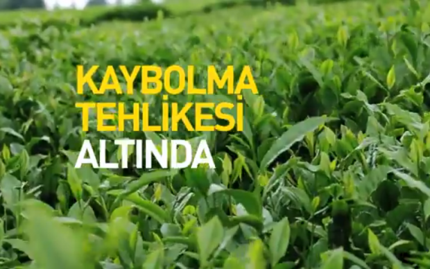 surdurulebilir-cay-tarimi-belgeseli
