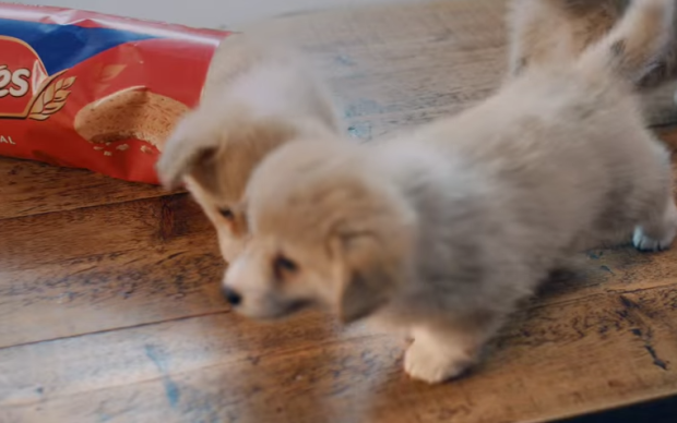 biskuvi-kedi-kopek-mcvities
