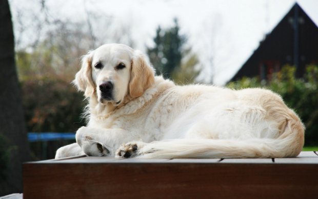 golden-retriever-2