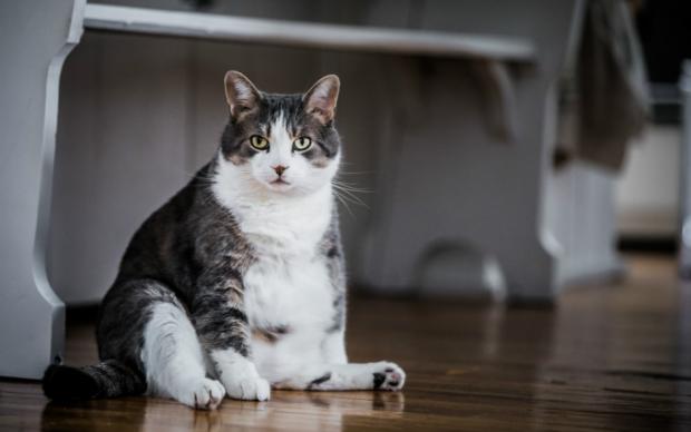 ipad-sismanlatiyor-sevimli-kedi