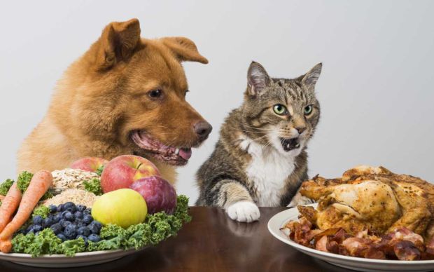 kedi-kopek-yemek-shutter-12