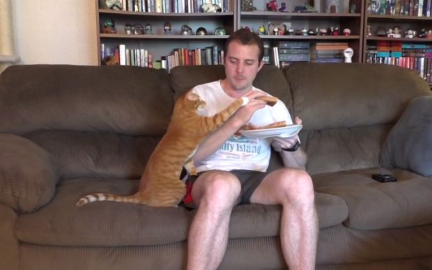 kedi-pizza-1