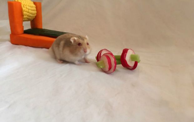 hamster-spor-salonu