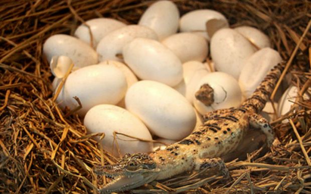 Kaplumbağa Yumurtası - Yemek.com