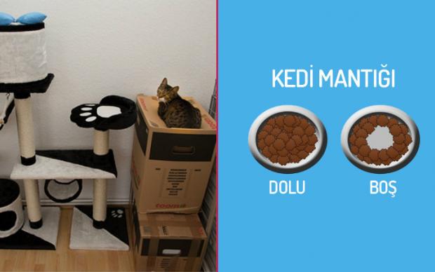 kedi-mantigi-manset