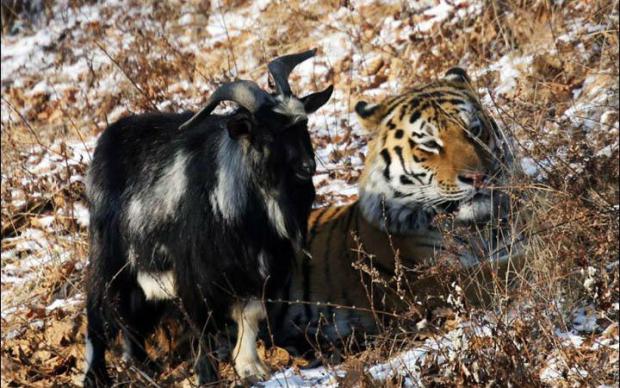 amur-and-timur-mansett-