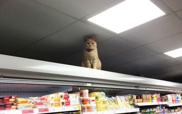 supermarkette-yasayan-kedi-one-cikan