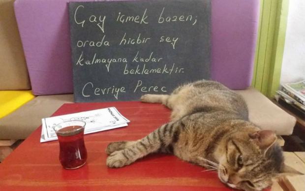 tiryaki-kedi