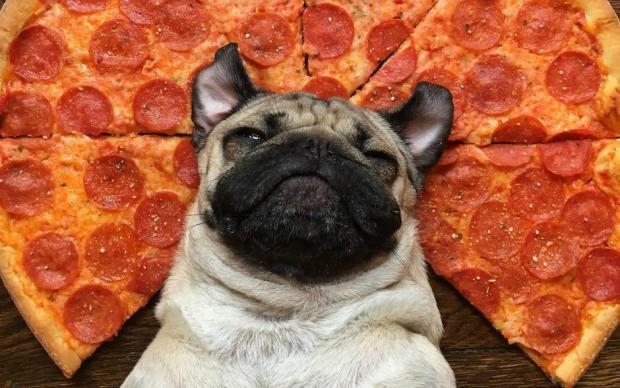 itsdougthepug-one-cikan